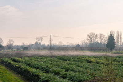 Scenic view of field against sky during foggy weather