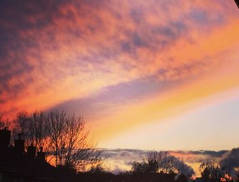 Silhouette of trees at sunset