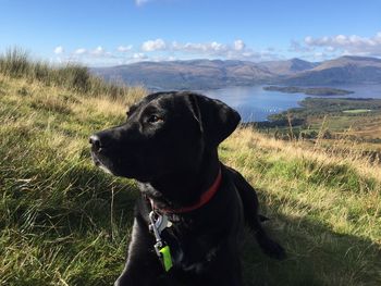 Dog on field against sky