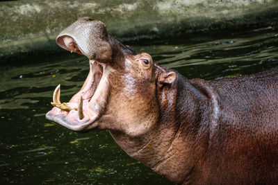 Close-up of giraffe in lake