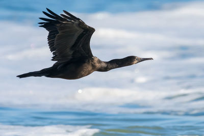 Close-up of pelican flying against sky