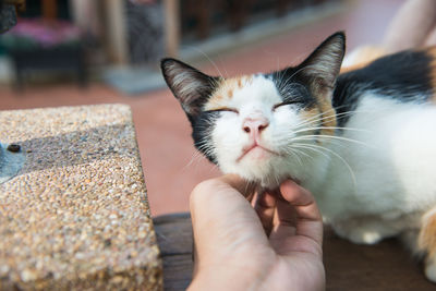 Human hand caressing a cat