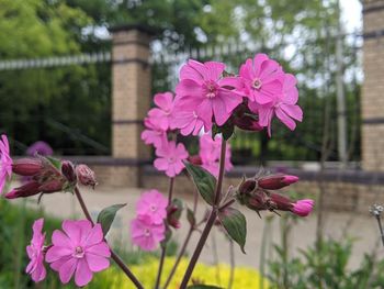 Close-up of pink flowering plant