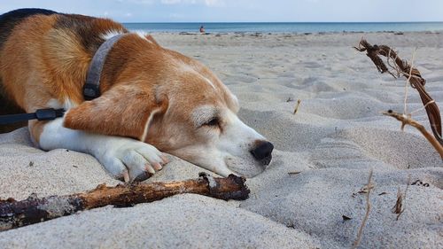 Dog resting on beach