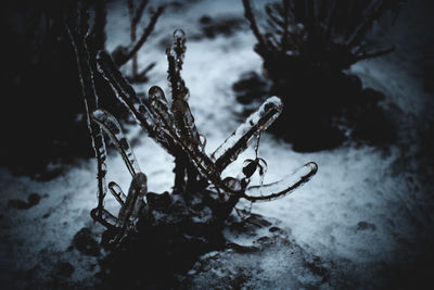 Close-up of frozen plant