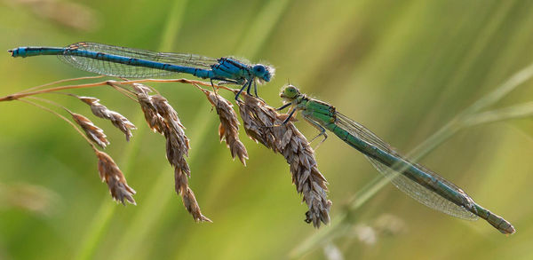 Close-up of dragonfly on twig