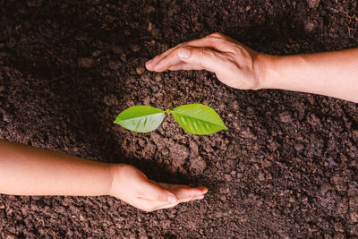 Cropped hand of woman holding plant