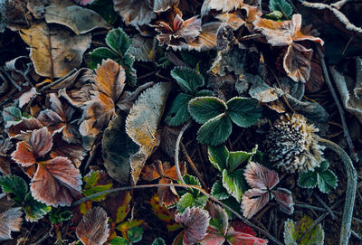 High angle view of dry leaves on field