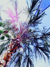 Low angle view of palm trees against blue sky