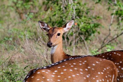 Portrait of deer on land