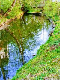 Reflection of trees in lake