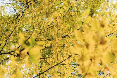 Low angle view of yellow flowering plant