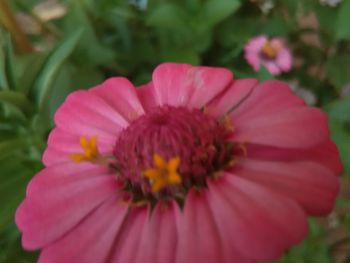 Close-up of pink flower blooming outdoors