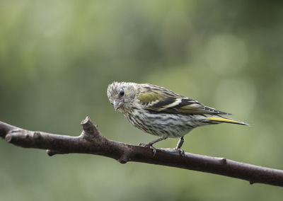 Close-up of bird perching on branch