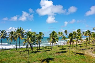 Palm trees on beach against sky