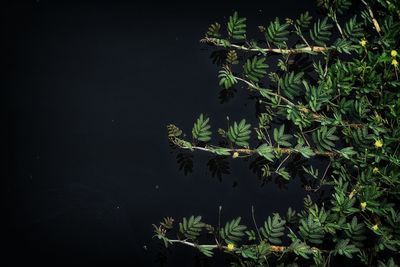 Plants growing by lake against sky at night