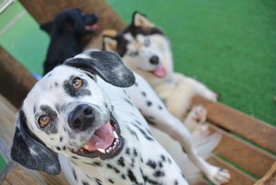 Portrait of dalmatian by siberian husky on bench at lawn