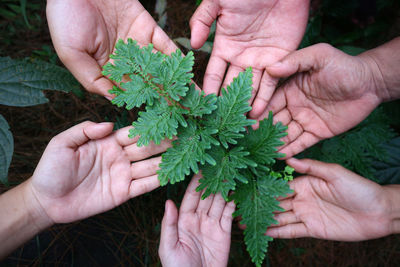 Cropped hands of people touching plants