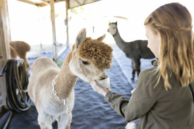 Girl hand feeding huachaya alpaca from cup in barn at alpaca farm