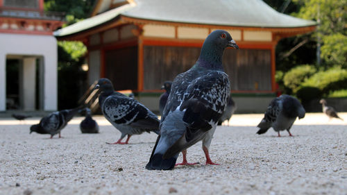 Pigeons on a land