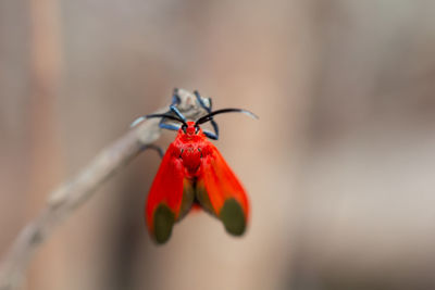 Close-up of insect on red flower