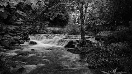 Scenic view of waterfall in forest