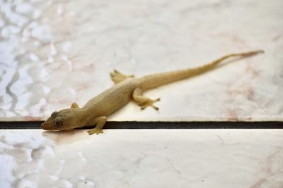 Close-up of a lizard