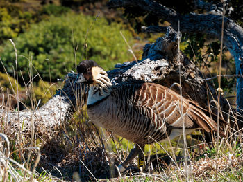 Close-up of birds in field