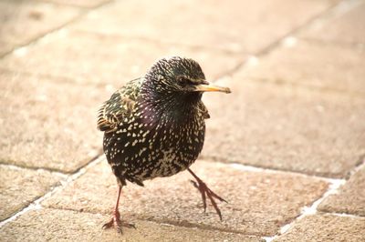 Close-up of bird perching outdoors