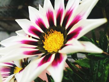 Macro shot of pink flower