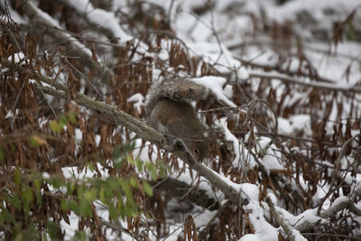 Squirrel on tree branch in winter