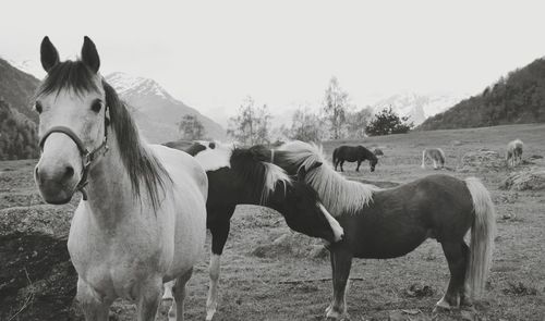 Horse on field