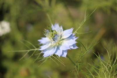 Close-up of purple flowering plant