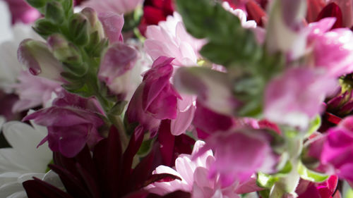 Close-up of pink flowers blooming in park