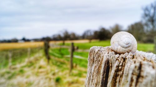 Close-up of lizard on wooden post