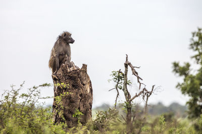 Monkey sitting on a tree