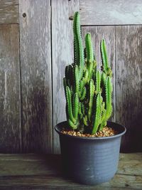 Potted plants on table against wall