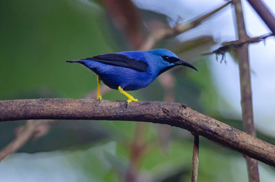 Close-up of bird perching on branch