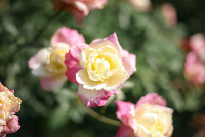 Close-up of pink rose