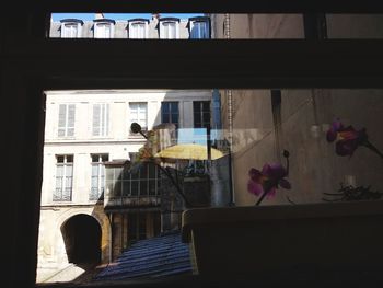 Potted plants by window of building