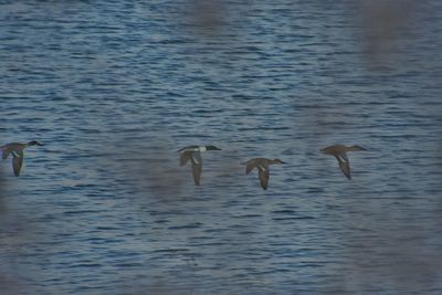 Ducks swimming in lake