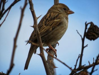 Low angle view of bird perching on branch