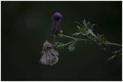 Close-up of purple flowering plant