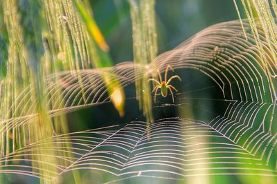 Close-up of spider web on plants