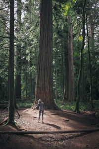 Woman standing and looking up at douglas in forest of macmillan