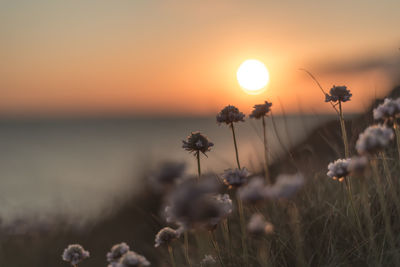 Close-up of flowering plants against sunset sky