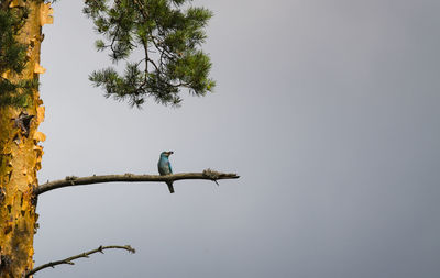 Low angle view of roller perching on tree against clear sky