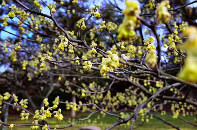 Close-up of cherry blossoms in spring