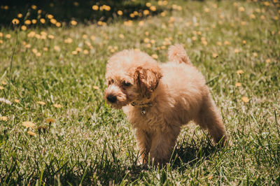 Portrait of a dog on field