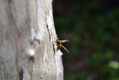 Close-up of wasp on tree trunk